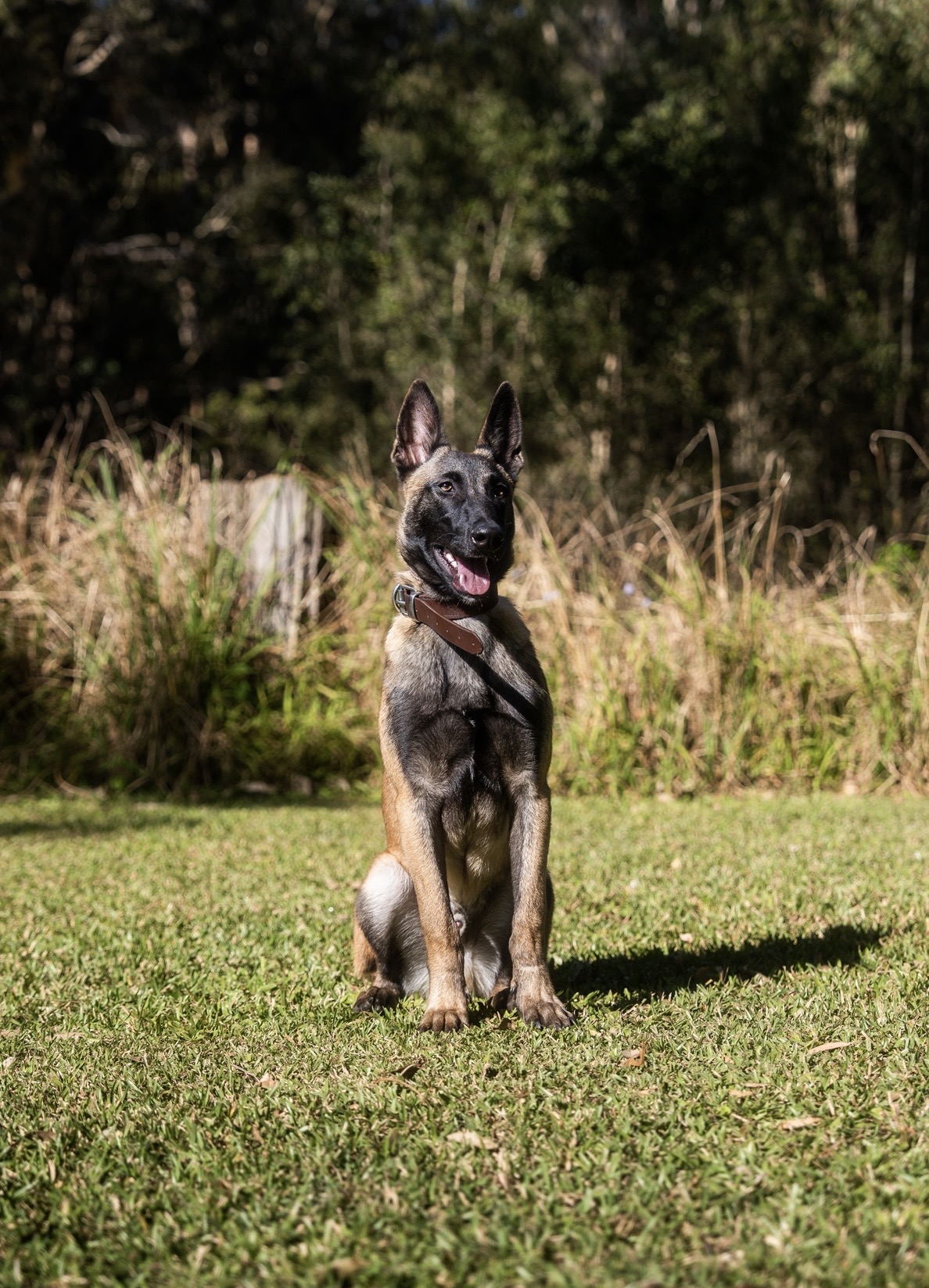 Bandit